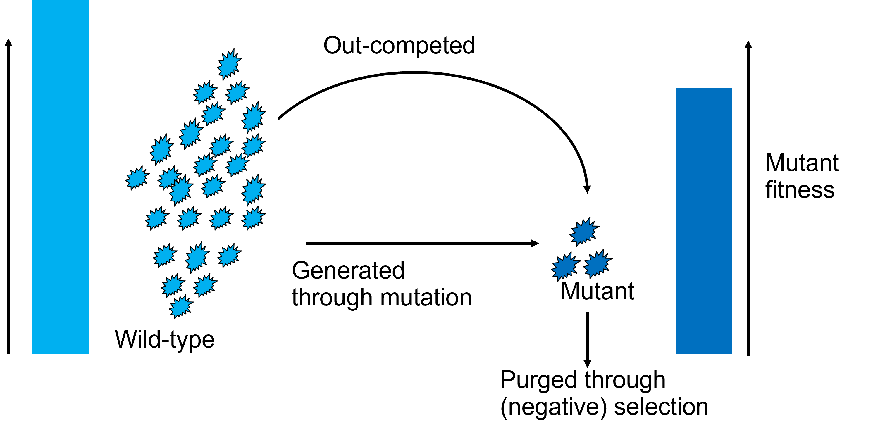 Schematic of mutation-selection balance