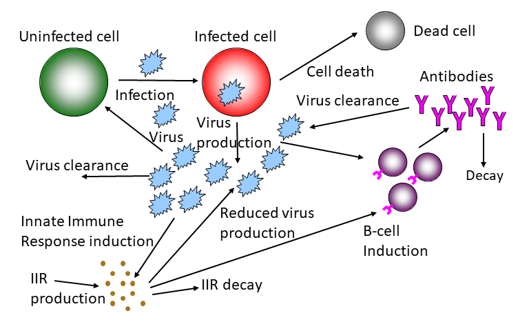 mechanistic model for viral infection