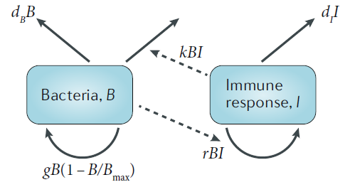 basic immune model diagram